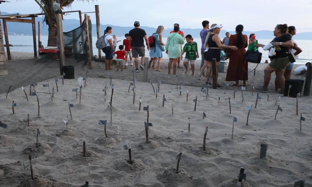 Colocan cédula de registro de colección científica y museográfica “Doctor Jorge Téllez López” en el campamento tortuguero de Boca de Tomates