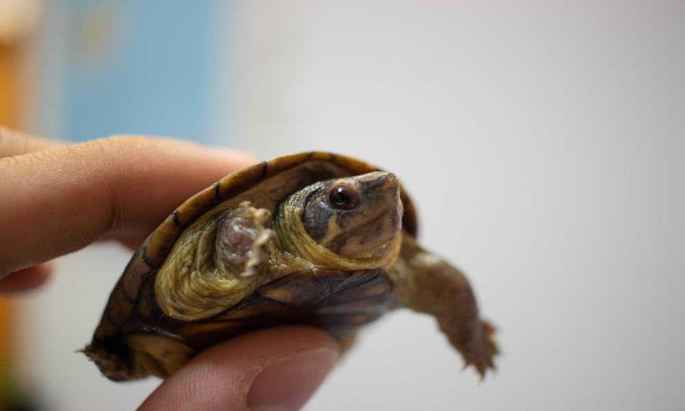 Descubren especie de tortuga única en el mundo