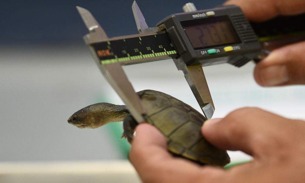 Descubren especie de tortuga única en el mundo