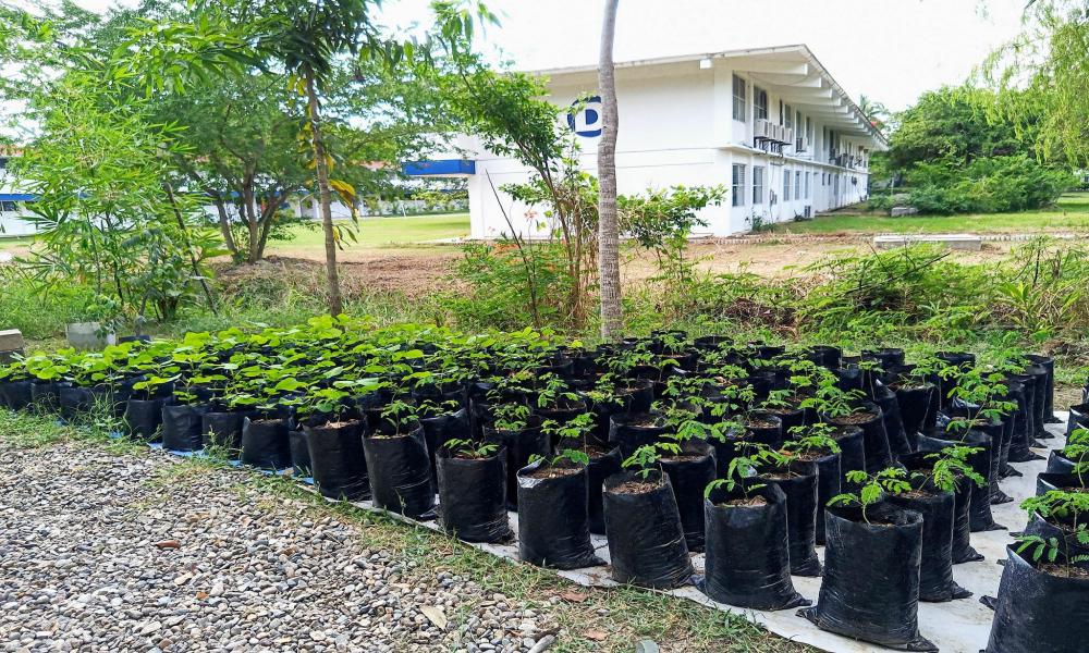 Vivero del CUCosta produce más de 800 plantas al año