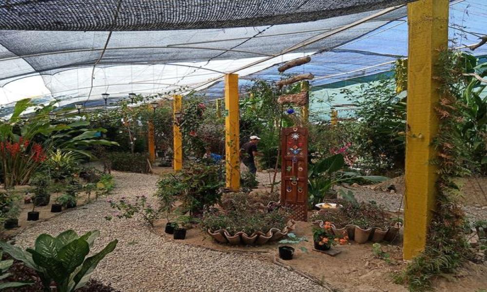 Vivero del CUCosta produce más de 800 plantas al año