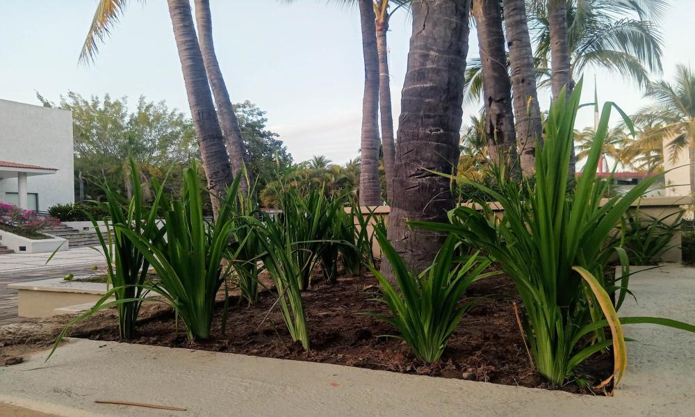 Vivero del CUCosta produce más de 800 plantas al año