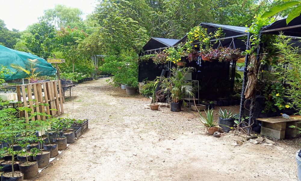 Celebra CUCosta primer aniversario del vivero con más de 3 mil plantas