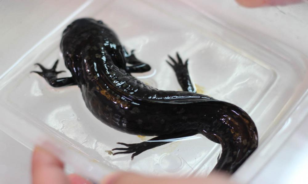 CUCOSTA RECIBE ESPECIE EN PELIGRO DE EXTINCIÓN, BUSCARÁN DIETA ESPECÍFICA PARA 60 AJOLOTES QUE LLEGAN EN CALIDAD DE PRÉSTAMO