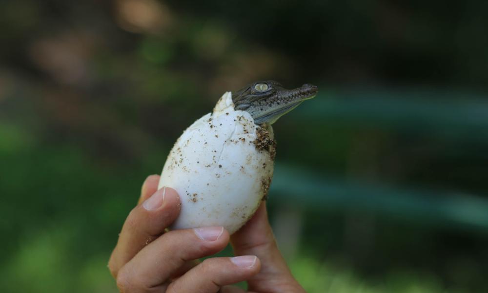 Nacen 30 cocodrilos en el Reptilario Cipactli del CUCosta