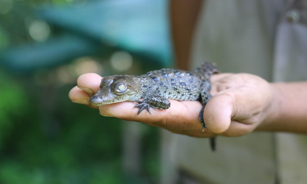 Nacen 30 cocodrilos en el Reptilario Cipactli del CUCosta