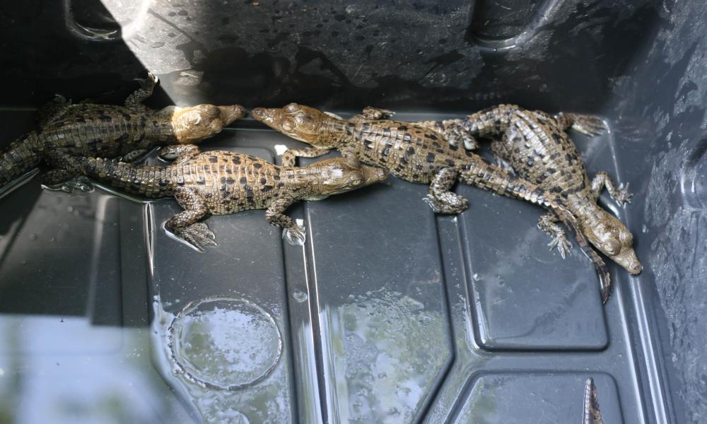 Nacen 30 cocodrilos en el Reptilario Cipactli del CUCosta