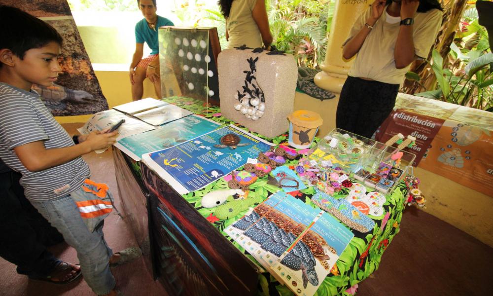 Agosto mes del cocodrilo en el CUCosta