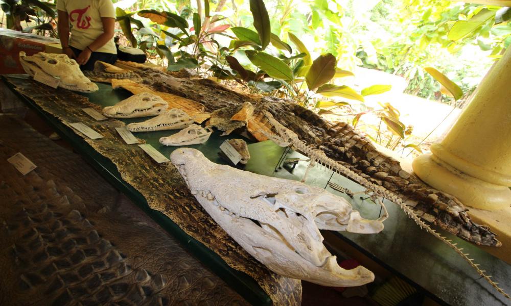 Agosto mes del cocodrilo en el CUCosta