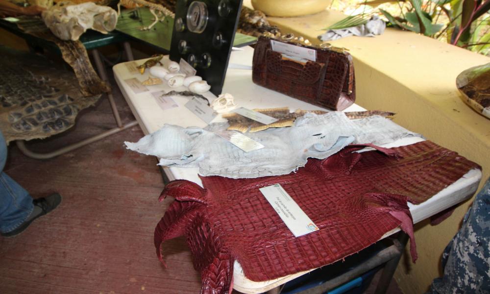 Agosto mes del cocodrilo en el CUCosta