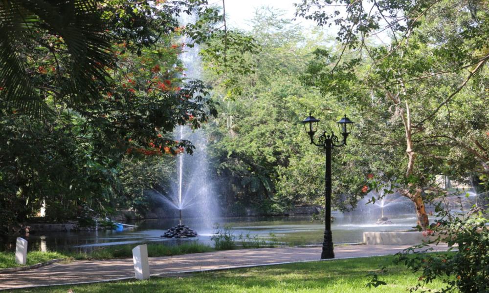 Humedales de la región son hábitat de aves migratoriasHumedales de la región son hábitat de aves migratorias
