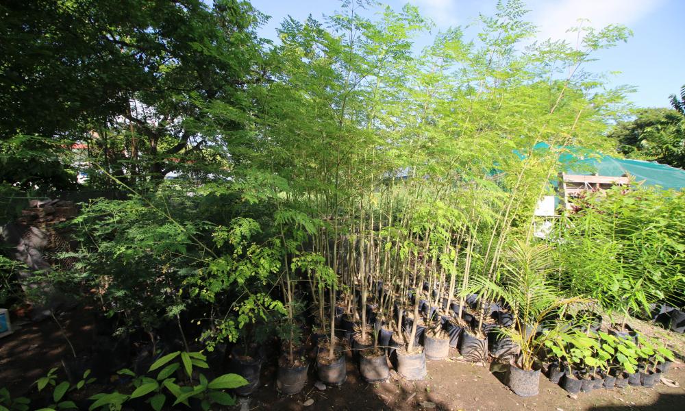 Celebra CUCosta primer aniversario del vivero con más de 3 mil plantas