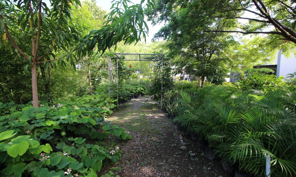 Celebra CUCosta primer aniversario del vivero con más de 3 mil plantas