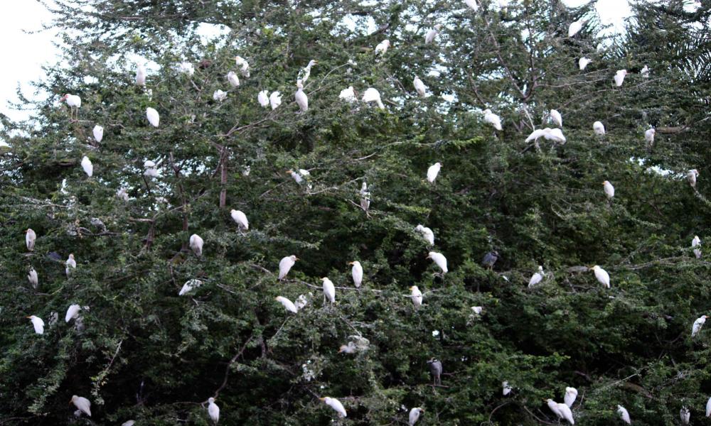 “Los Pesticidas, Riesgo Latente para Aves Acuáticas” Doctora Amparán Salido