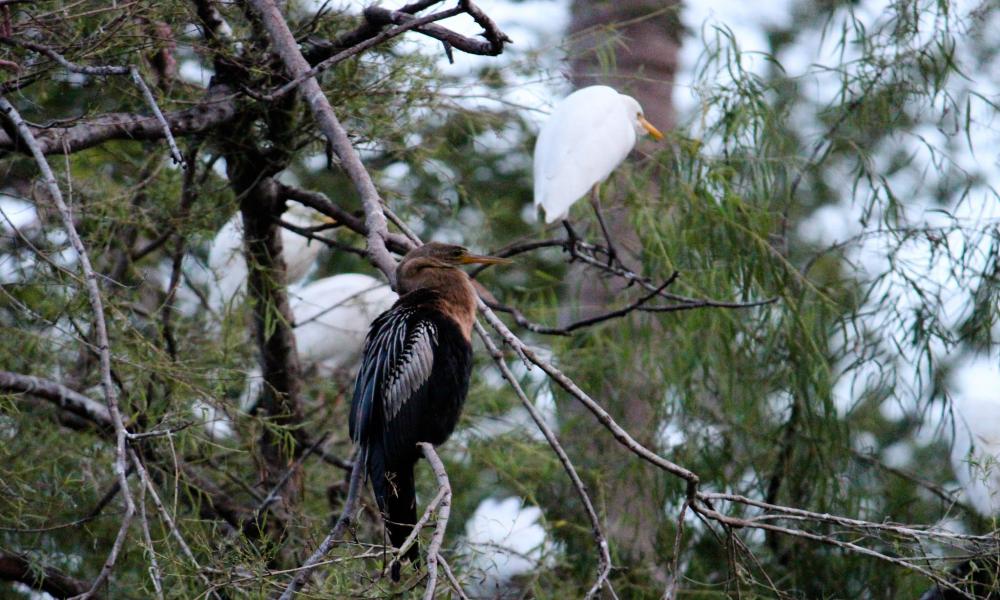 “Los Pesticidas, Riesgo Latente para Aves Acuáticas” Doctora Amparán Salido