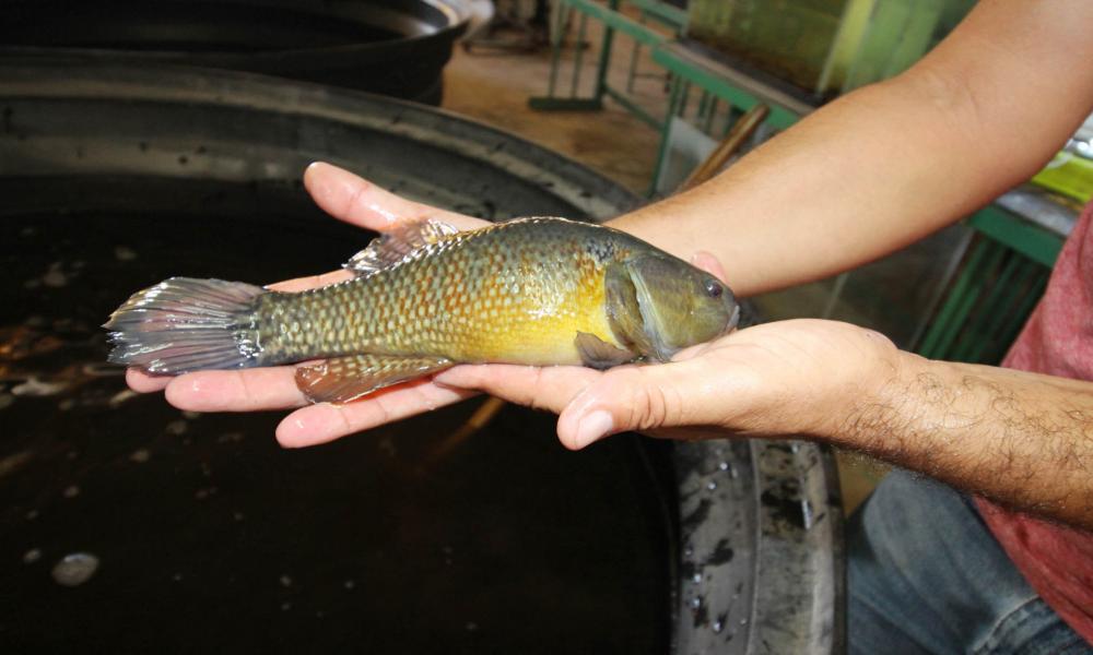El CUCosta Ofrece Asesoramiento Técnico para Impulsar Proyectos de Acuicultura en las Comunidades Indígenas y Ejidales