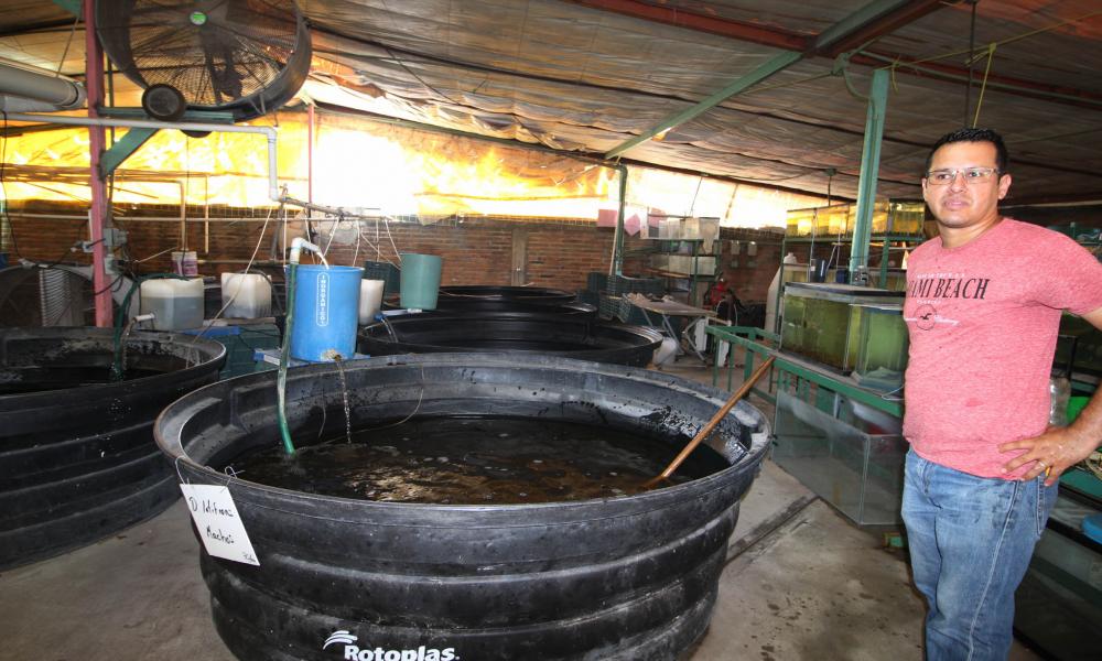 El CUCosta Ofrece Asesoramiento Técnico para Impulsar Proyectos de Acuicultura en las Comunidades Indígenas y Ejidales