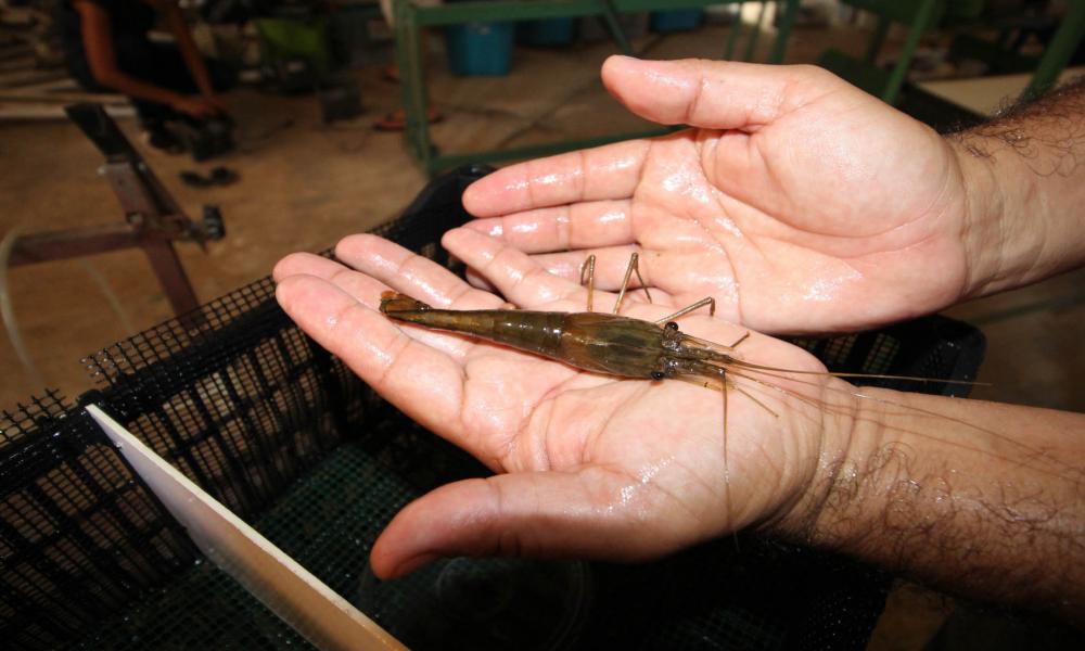 El CUCosta Ofrece Asesoramiento Técnico para Impulsar Proyectos de Acuicultura en las Comunidades Indígenas y Ejidales