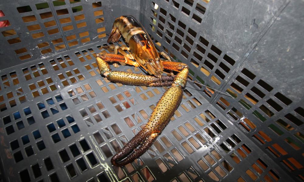 El CUCosta Ofrece Asesoramiento Técnico para Impulsar Proyectos de Acuicultura en las Comunidades Indígenas y Ejidales