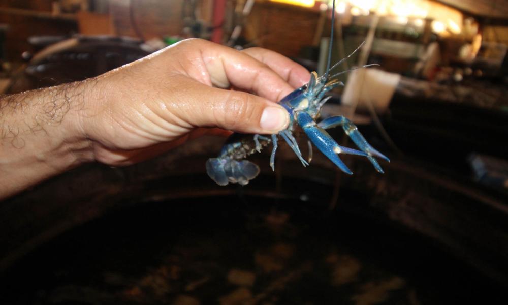 “Sí las Vedas no se Respeten Reducirá la Población de Organismos Marinos” Investigador del CUCosta Doctor Badillo Zapata