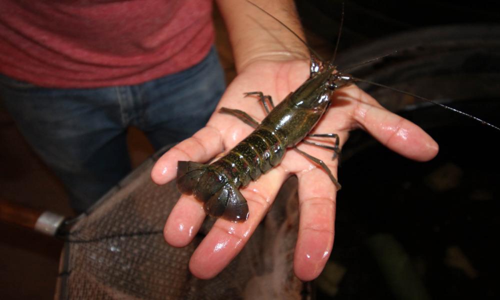 El CUCosta Ofrece Asesoramiento Técnico para Impulsar Proyectos de Acuicultura en las Comunidades Indígenas y Ejidales