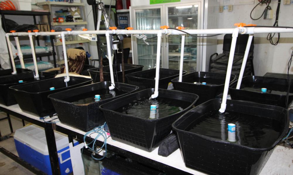 El CUCosta Ofrece Asesoramiento Técnico para Impulsar Proyectos de Acuicultura en las Comunidades Indígenas y Ejidales