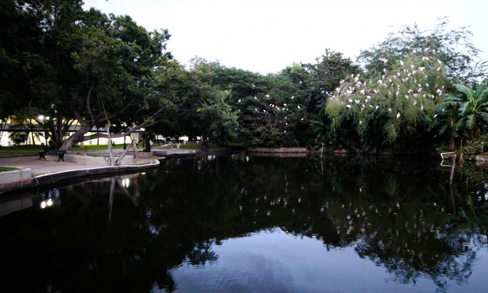 “Los Pesticidas, Riesgo Latente para Aves Acuáticas” Doctora Amparán Salido
