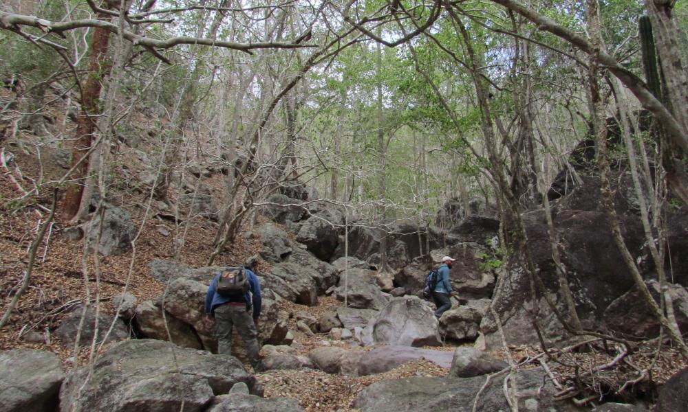 Registran investigadores del CUCosta nueva especie de reptil en Isla María Cleofas