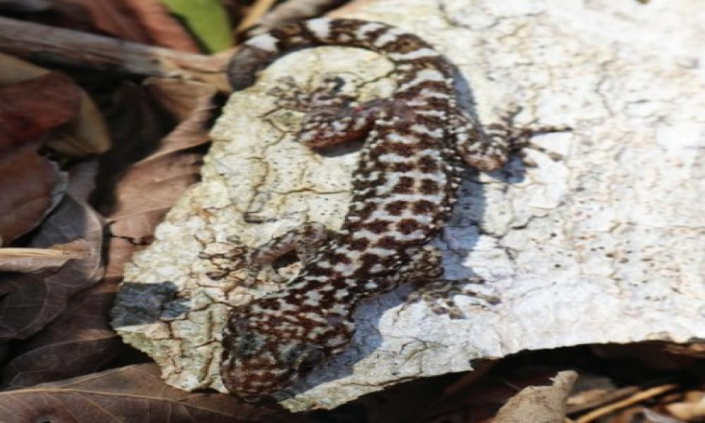 Registran investigadores del CUCosta nueva especie de reptil en Isla María Cleofas