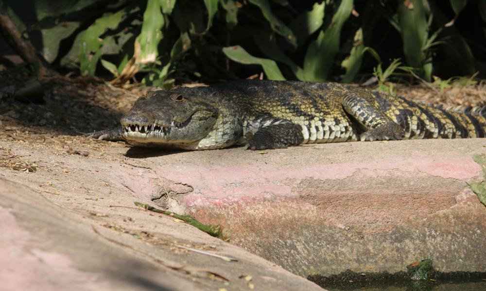 Más de 20 años de conservación de reptiles en la UMA Cipactli