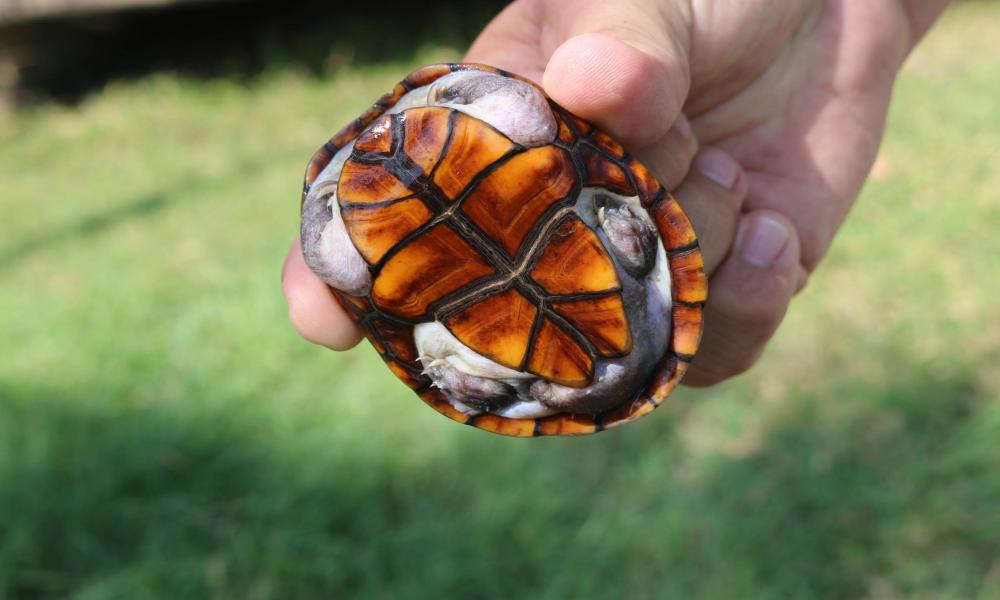 Desde su registro como nueva especie, la tortuga “Casquito de Vallarta” se consignó en peligro de extinción
