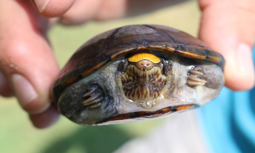 Desde su registro como nueva especie, la tortuga “Casquito de Vallarta” se consignó en peligro de extinción