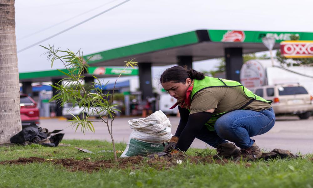 Participación de profesores y estudiantes del Centro Universitario de la Costa en la Mega arborización 2024 Puerto Vallarta