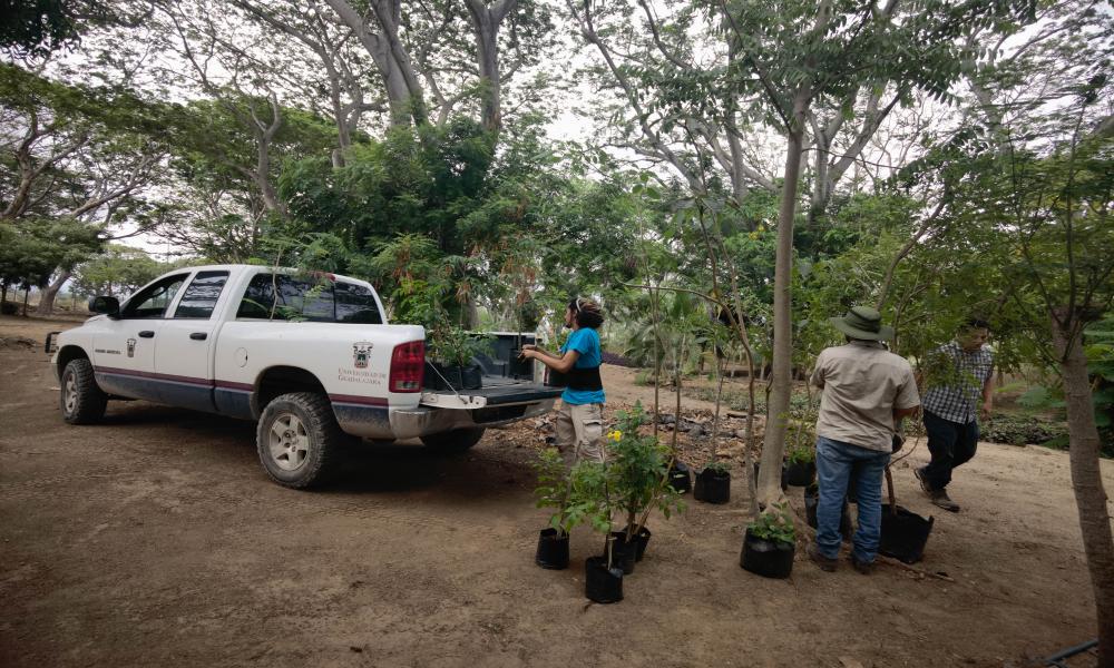 Participación de profesores y estudiantes del Centro Universitario de la Costa en la Mega arborización 2024 Puerto Vallarta