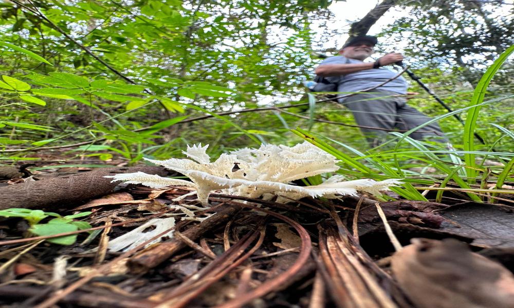 Con éxito culminan las actividades del 2do. Festival del Hongo