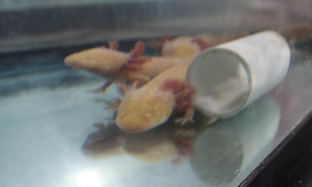 Crean laboratorio para producir ajolote mexicano en el CUCosta