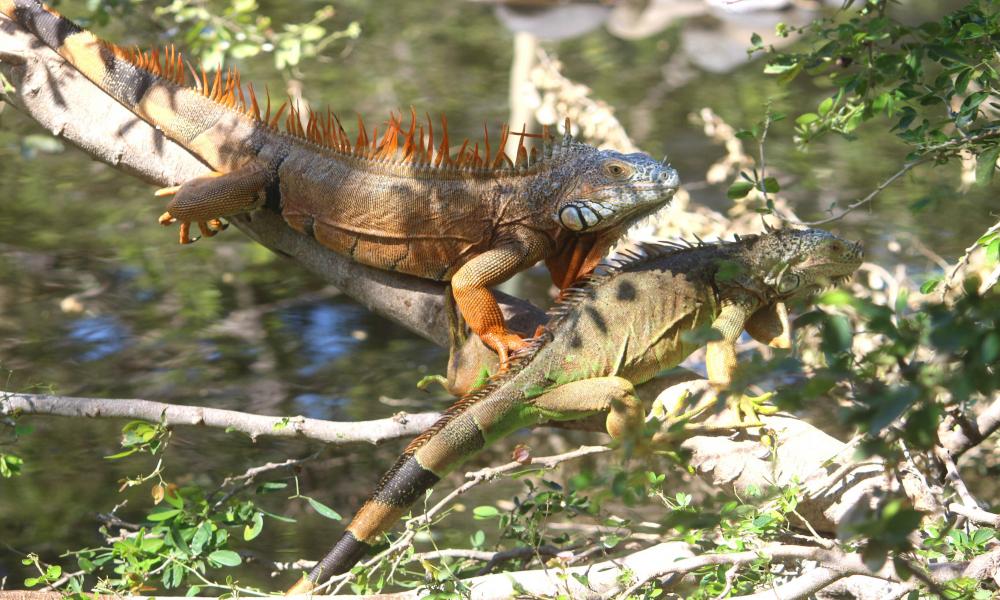 Celebra Reptilario Cipactli del CUCosta 25 Años de proteger reptiles en la región