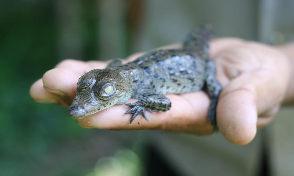 Celebra CUCosta 22 años de conservación de especies en el reptilario Cipactli