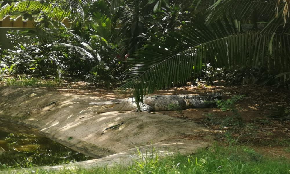 Celebra CUCosta 22 años de conservación de especies en el reptilario Cipactli