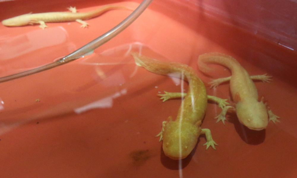 Contribuye CUCosta con sus investigaciones en la sobrevivencia del Ajolote