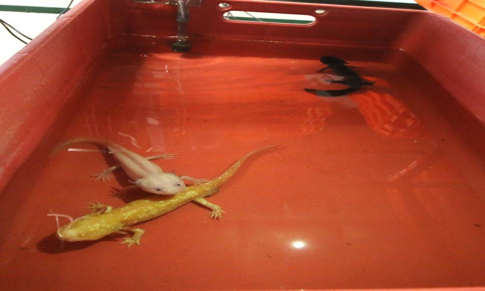 Contribuye CUCosta con sus investigaciones en la sobrevivencia del Ajolote