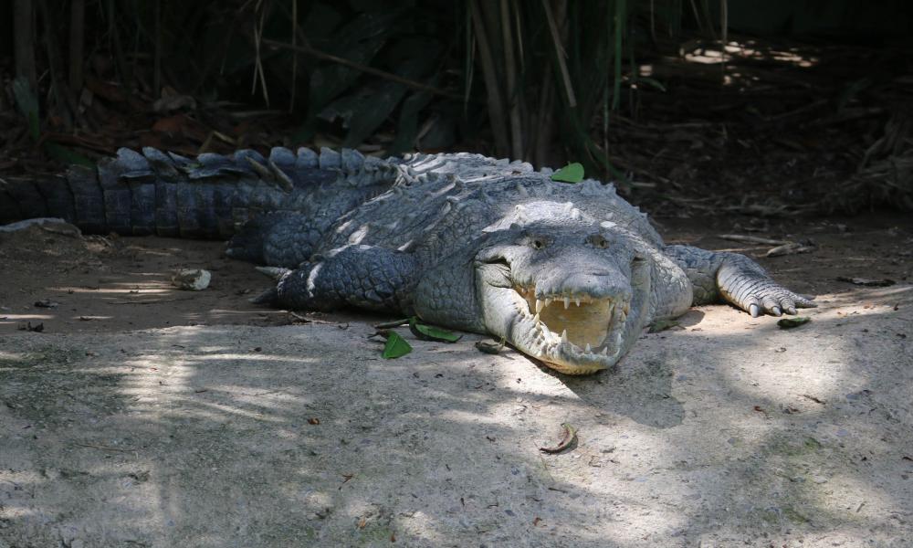 Celebra CUCosta 22 años de conservación de especies en el reptilario Cipactli