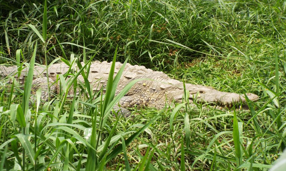 Celebra Reptilario Cipactli del CUCosta 25 Años de proteger reptiles en la región