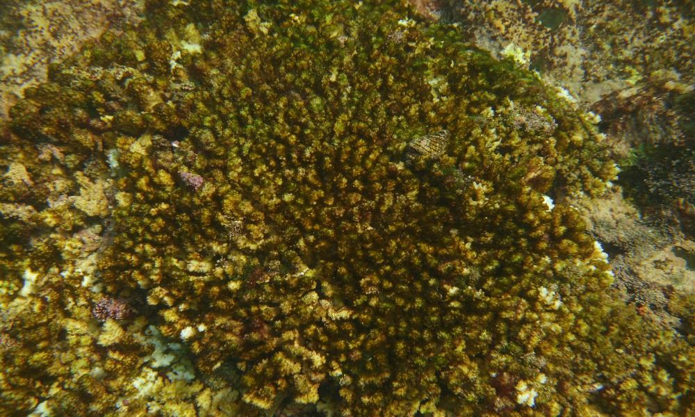 El impacto del huracán “Roslyn” causó daños en un 95 % del coral Islas Marietas