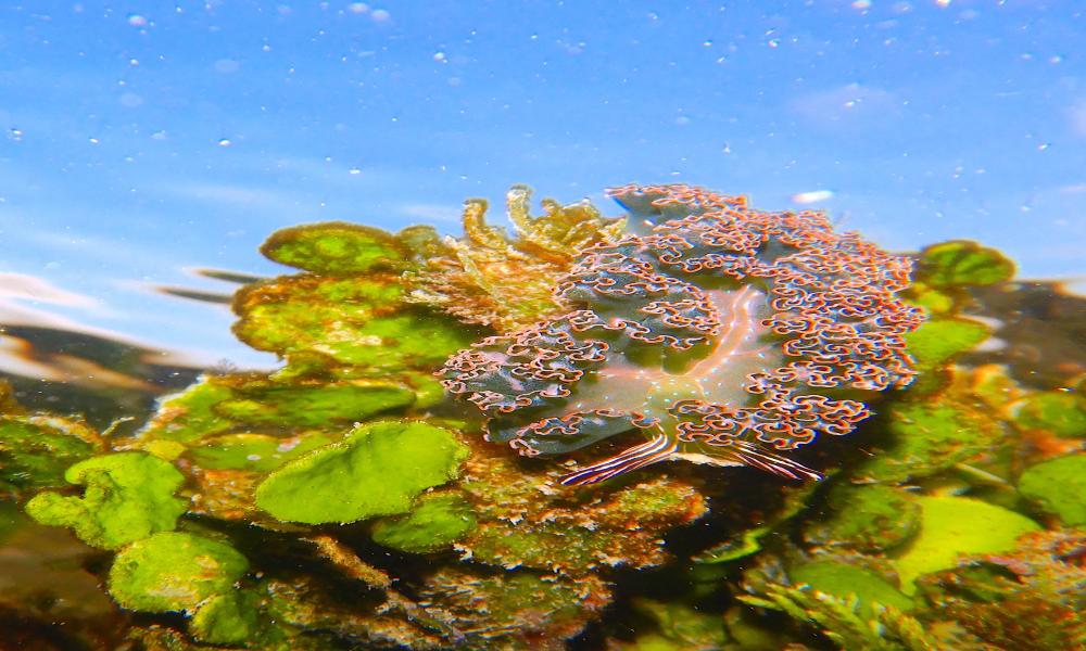 Resalta participación de Investigadores y estudiantes en Congresos de Arrecifes Coralinos