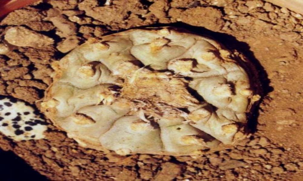 Libro de investigadores del CUC presente en todas las bibliotecas de escuelas públicas de educación primaria de México