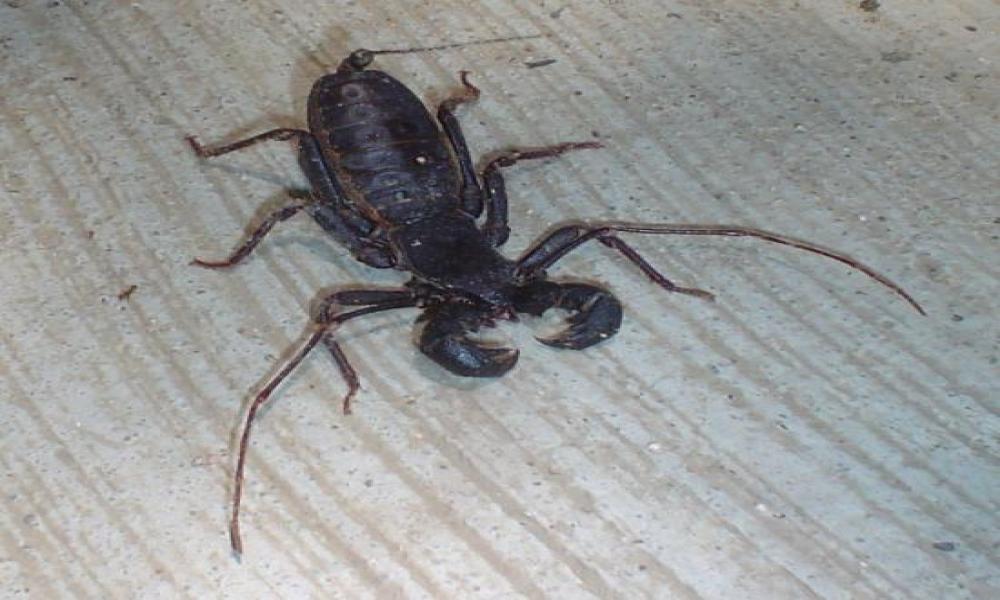 Libro de investigadores del CUC presente en todas las bibliotecas de escuelas públicas de educación primaria de México