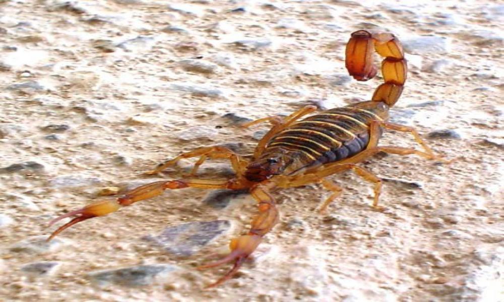 Libro de investigadores del CUC presente en todas las bibliotecas de escuelas públicas de educación primaria de México