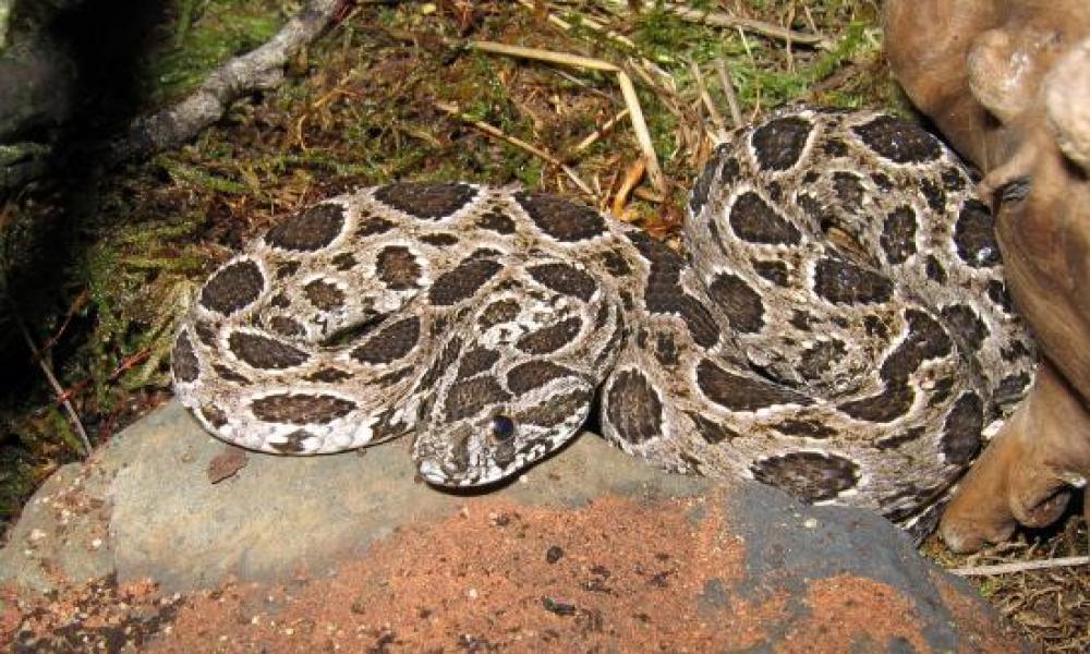 Libro de investigadores del CUC presente en todas las bibliotecas de escuelas públicas de educación primaria de México
