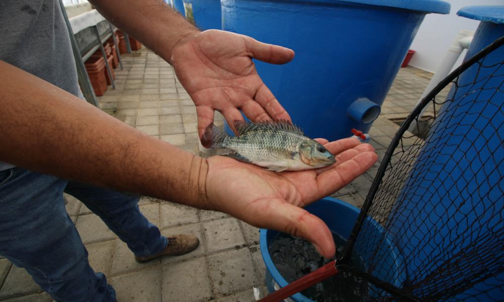 Inician clases en el nuevo edificio de Acuicultura del CUCosta